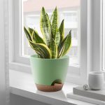 FOUKUS Set of 5 Self-Watering Plant Pots with Drainage – Eco-Friendly Plastic Planters for Indoor & Outdoor Use – Pots for Succulents, Cactus, Snake Plants (7, 6.5, 6, 5.5, 5) – Green - Image 2